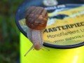 SBS Masterpiece Monofil Főzsinór - Fluo sárga