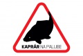Delphin Öntapadó