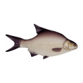 Halas Párna Keszeg 34cm