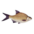 Halas Párna Keszeg 34cm