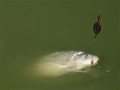 Delphin Method QUIX Method Feeder kosár L / 70g