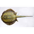 Pillow The Bluespotted Stingray
