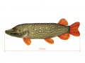 Delphin PIKY Plüss Csuka 60 cm