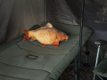 Delphin CARPY Plüss Ponty 60 cm