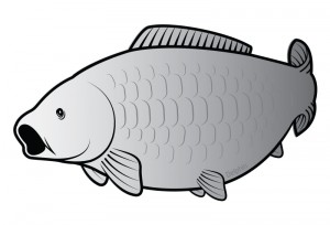 Delphin Öntapadó ponty SILVER