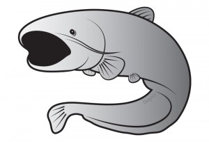 Delphin Öntapadó harcsa SILVER