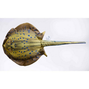 Pillow The Bluespotted Stingray